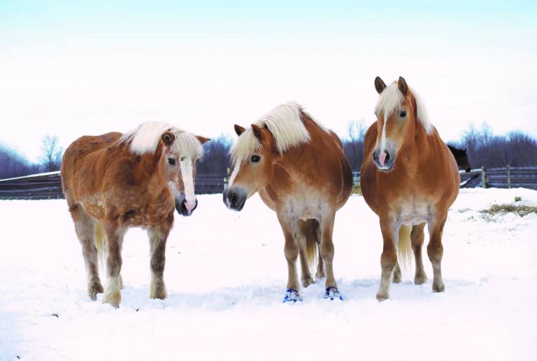 photo of three halfies in the snow